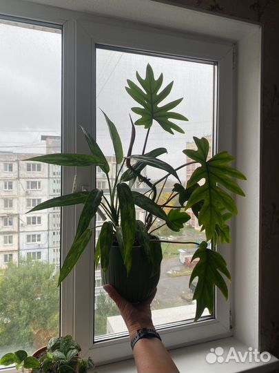 Филодендрон+Кротон
