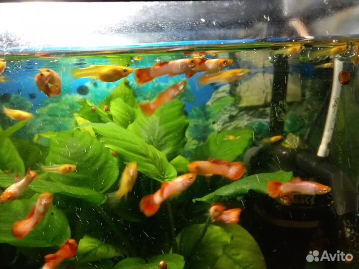 Рыбки гуппи белый блондин