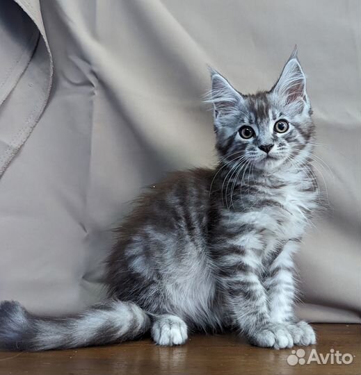 Котята мейн-кун