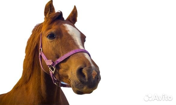 Конная амуниция сбруя высокого качества