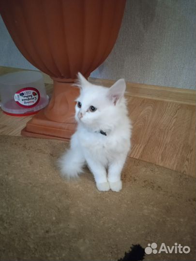 Кошечка в добрые руки