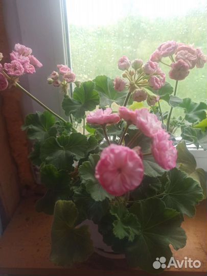 Пеларгония герань