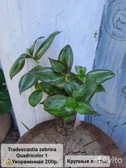 Традесканции, Каллизия, Рео, Гибазис,Цианотис