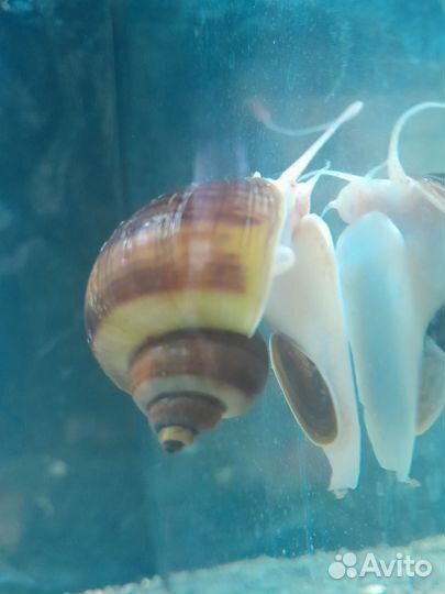 Сомики анцитрусы. Улитки ампулярии