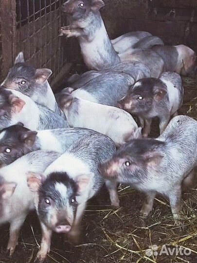 Вьетнамские поросята