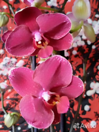 Орхидея фаленопсис Тунис/ Ола