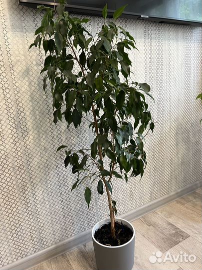 Фикус Бенджамина