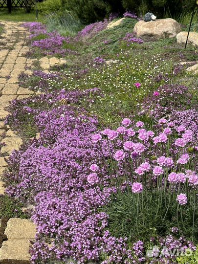 Чабрец низкорослый