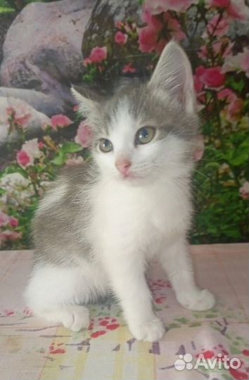 Котенок в заботливые ручки