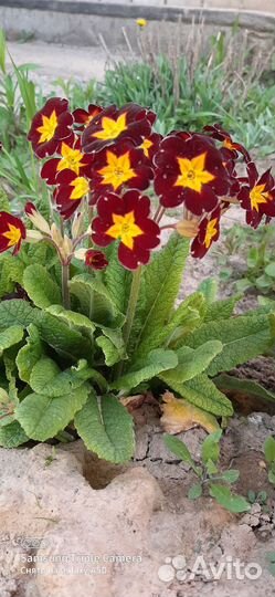 Цветы примул