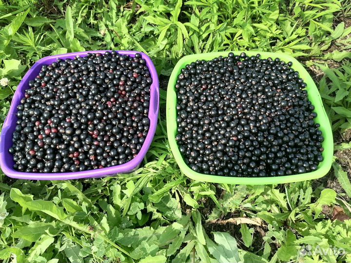 Черная смородина ягода
