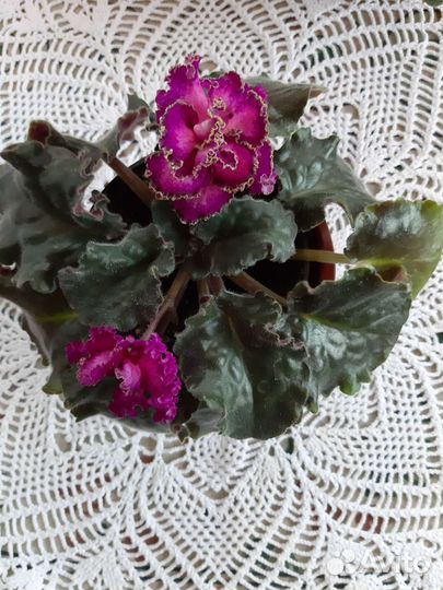 Сортовые фиалки