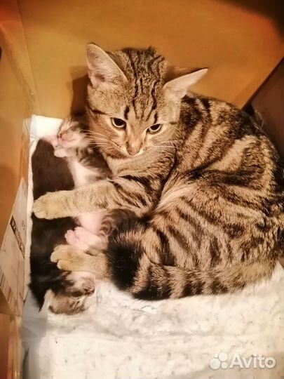 Очаровательные котята