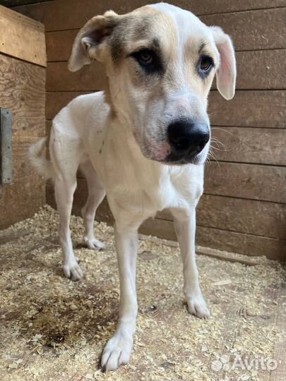 Опять проведу зиму в клетке