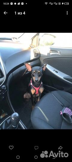 Маленькая собачка в добрые руки пинчер девочка