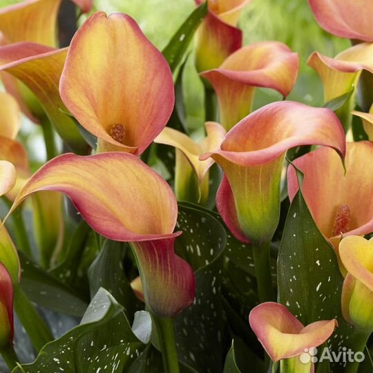 Каллы в ассортименте