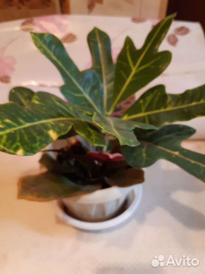 Кротон и Аглаонема