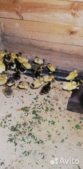 Гусята и утята