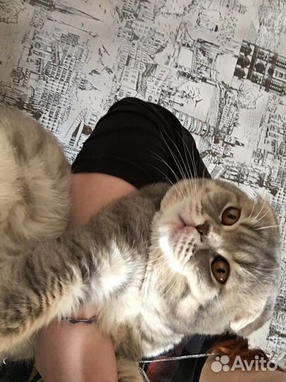 Британский вислоухий кот