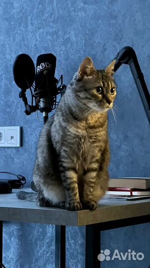 Ласковая кошка в добрые руки