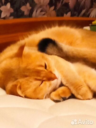 Шотландская вислоухая кошка бесплатно