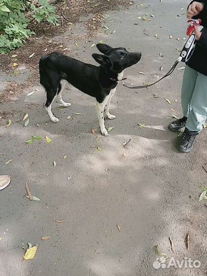 Собака