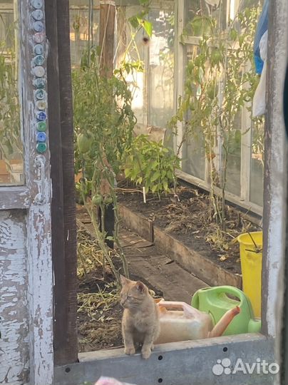 Котята ищут дом