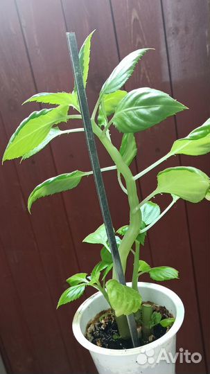 Ванька мокрый-бальзамин