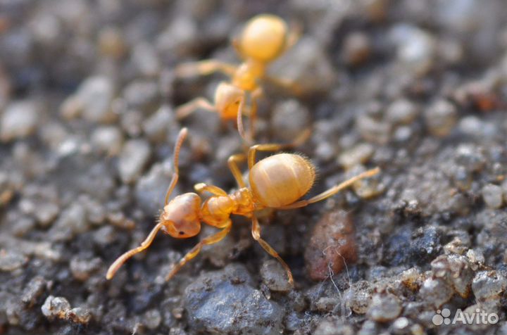 Муравьи Lasius Flavus