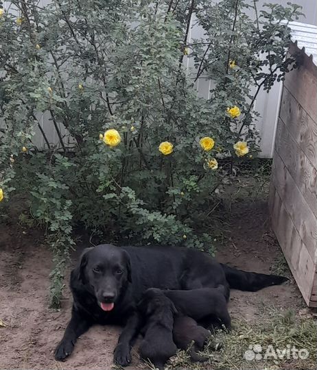 Щенки лабрадора помесь