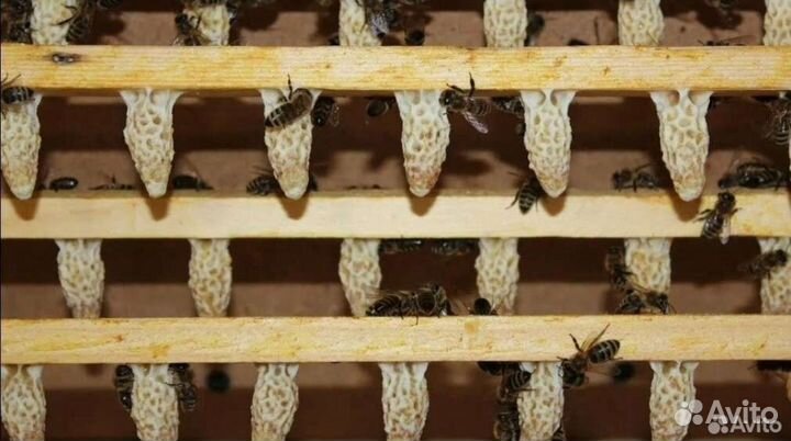 Маточники матки