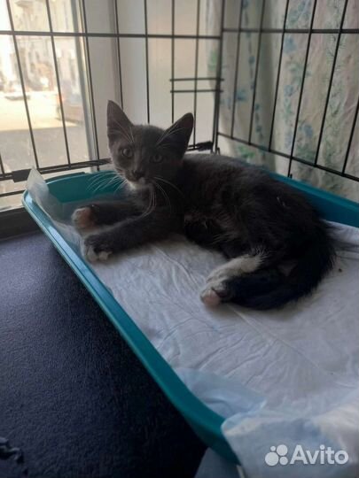 Митя в добрые руки