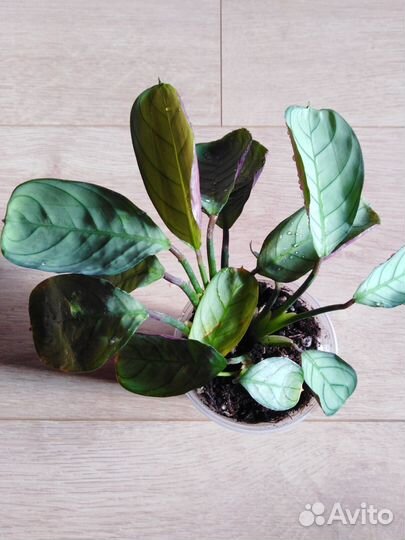 Растения в доме