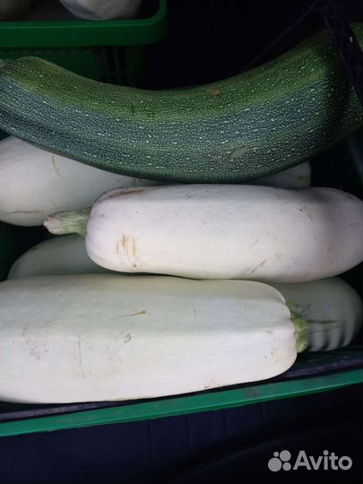 Кабачки, огурцы