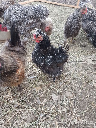 Куры карликовый кохинхин