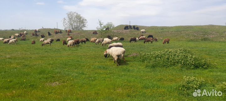 Овцы бараны ягнята оптом