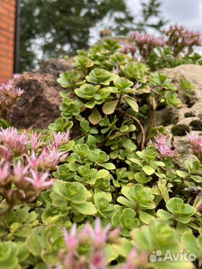 Гортензия белая древовидная