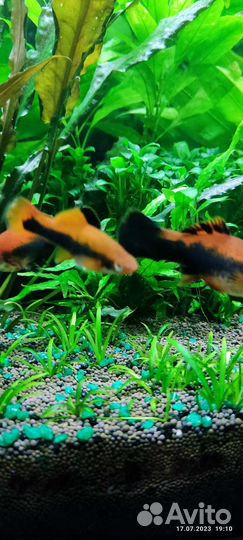 Меченосцы Кубинские