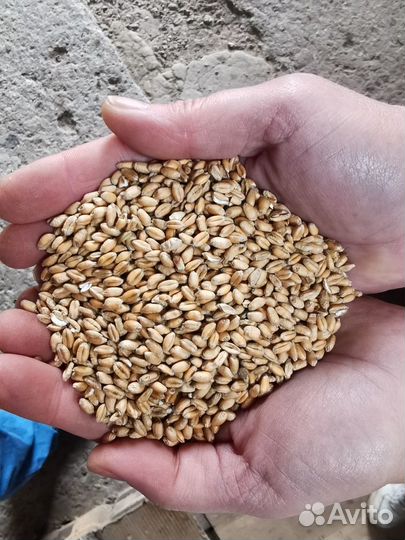 Зерно пшеница