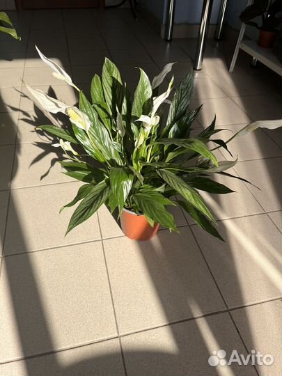 Спатифиллум Сильвер Купидо