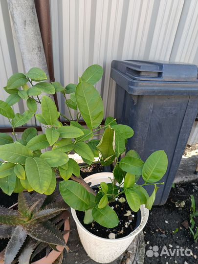 Лимонное дерево привитое большое