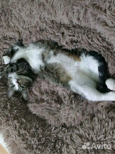 Передержка домашних животных