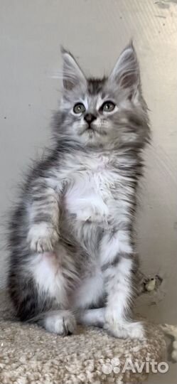 Девочки и мальчик мейнкун