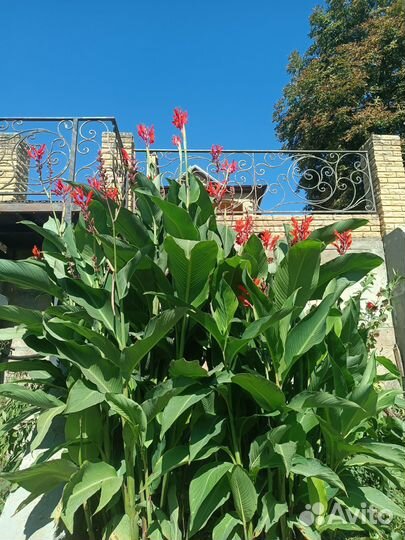 Цветы канны