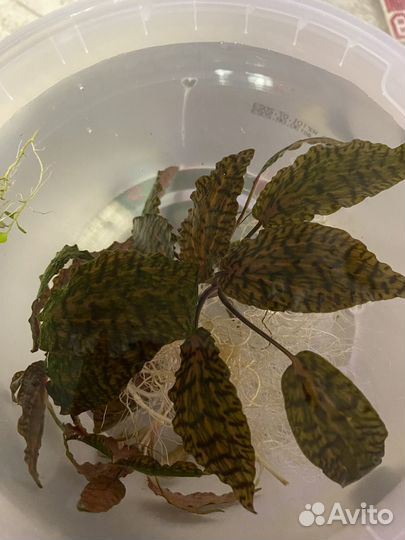 Криптокорина Нури