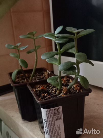 Комнатные растения: спатифиллум, крассула