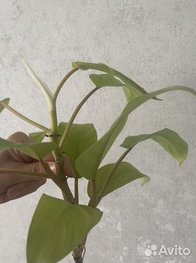 Филодендрон малай голд