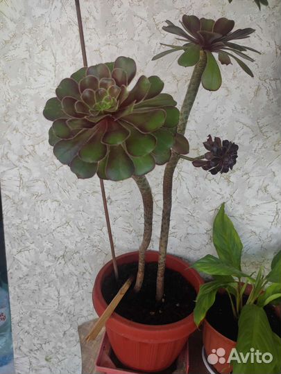 Эониум комнатное растерие