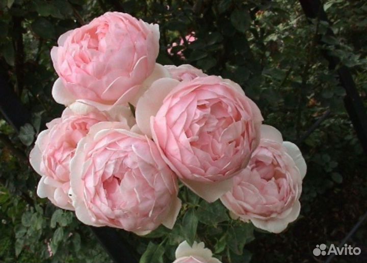 Роза Эвелин английская саженцы