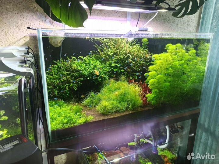 Запуск аквариумов